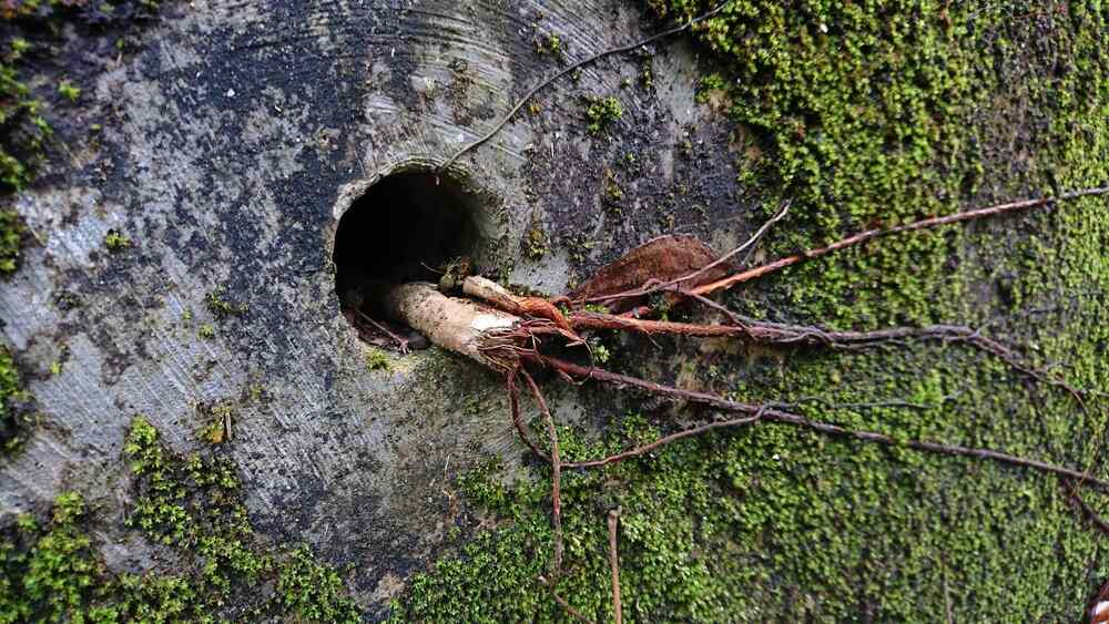 tree roots along the street